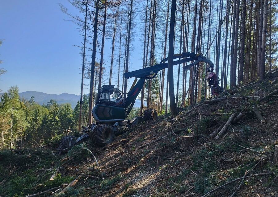 strojna sečnja